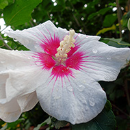 Plant collection