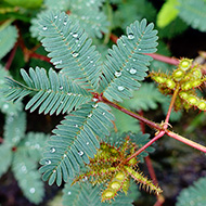 Plant collection