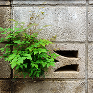 Plant collection
