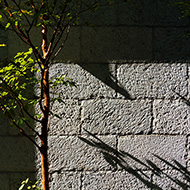 Plant collection