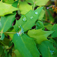 Plant collection