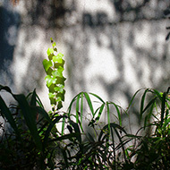 Plant collection