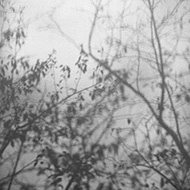 Plant collection