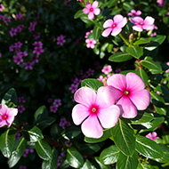 Plant collection