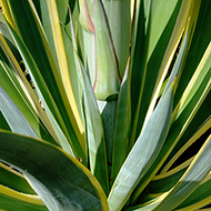 Plant collection