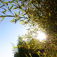 Plant collection