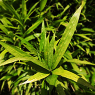 Plant collection