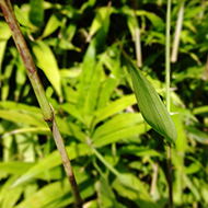 Plant collection