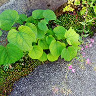 Plant collection