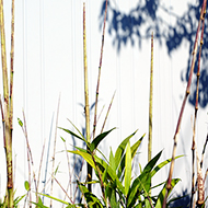 Plant collection