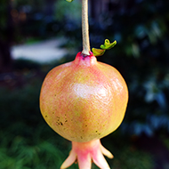 Plant collection