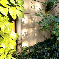 Plant collection