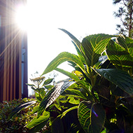 Plant collection