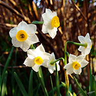 Plant collection
