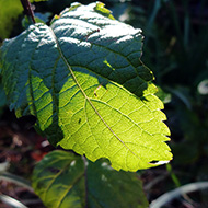 Plant collection