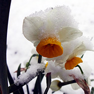 Plant collection