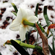 Plant collection
