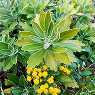 Plant collection