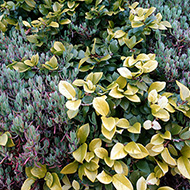 Plant collection