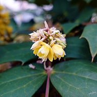 Plant collection