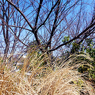 Plant collection