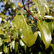 Plant collection