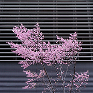 Plant collection