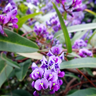 Plant collection