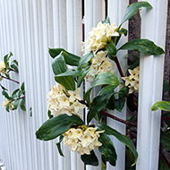 Plant collection