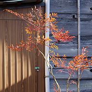 Plant collection