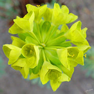 Plant collection