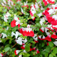 Plant collection