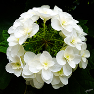 Plant collection