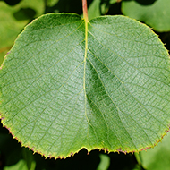 Plant collection