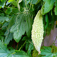 Plant collection