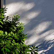 Plant collection