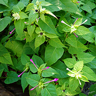 Plant collection