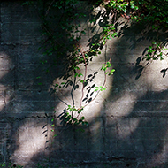 Plant collection