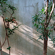 Plant collection