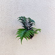 Plant collection