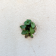Plant collection