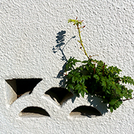 Plant collection