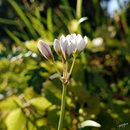 Plant collection