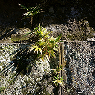 Plant collection