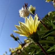Plant collection
