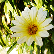 Plant collection