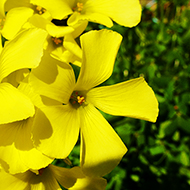 Plant collection