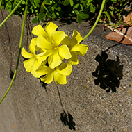 Plant collection
