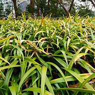 Plant collection