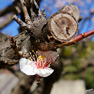 Plant collection